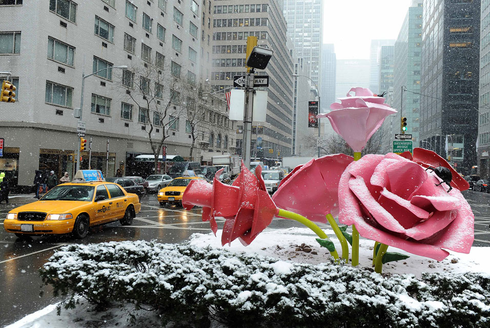 Цветы в Нью Йорке розовые. HYAC Manhattan цветок. Она видела розы